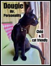 adoptable Cat in willow grove, PA named Dougie, Willow Grove Area, (FCID 06/10/2025-101)