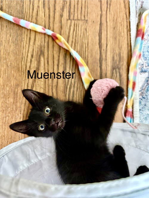 adoptable Cat in Willow Grove, PA named Muenster. Willow Grove Area, (FCID 7/01/25-148) DC