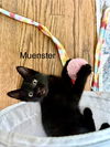 adoptable Cat in Willow Grove, PA named Muenster. Willow Grove Area, (FCID 7/01/25-148) DC