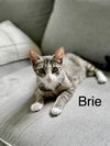 adoptable Cat in Willow Grove, PA named Brie, Willow Grove Area, (FCID 07/01/2025-150) DC