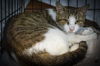 adoptable Cat in Marcus Hook, PA named Miley (FCID# 06/30/2025 - 21 Trainer)