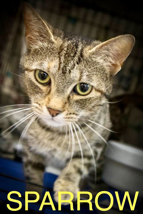 adoptable Cat in Marcus Hook, PA named Sparrow (FCID# 06/30/2025 - 31 Trainer)