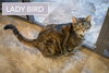 Ladybird (FCID# 06/30/2025 - 31 Glen Mills PS) - Photo 2