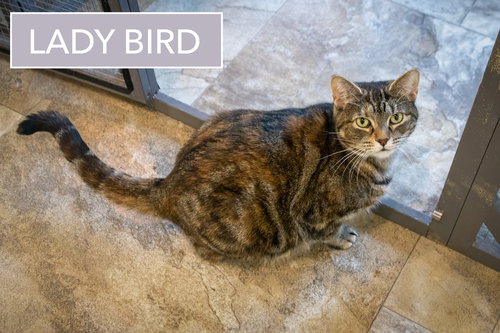 LADYBIRD (FCID# 06/30/2025 - 31 GLEN MILLS PS) - Tabby / Calico available for adoption