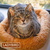 Ladybird (FCID# 06/30/2025 - 31 Glen Mills PS) - Photo 1