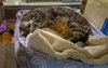 Ladybird (FCID# 06/30/2025 - 31 Glen Mills PS) - Photo 4