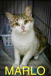 adoptable Cat in Marcus Hook, PA named Marlo (FCID# 06/30/2025 - 75 Trainer)