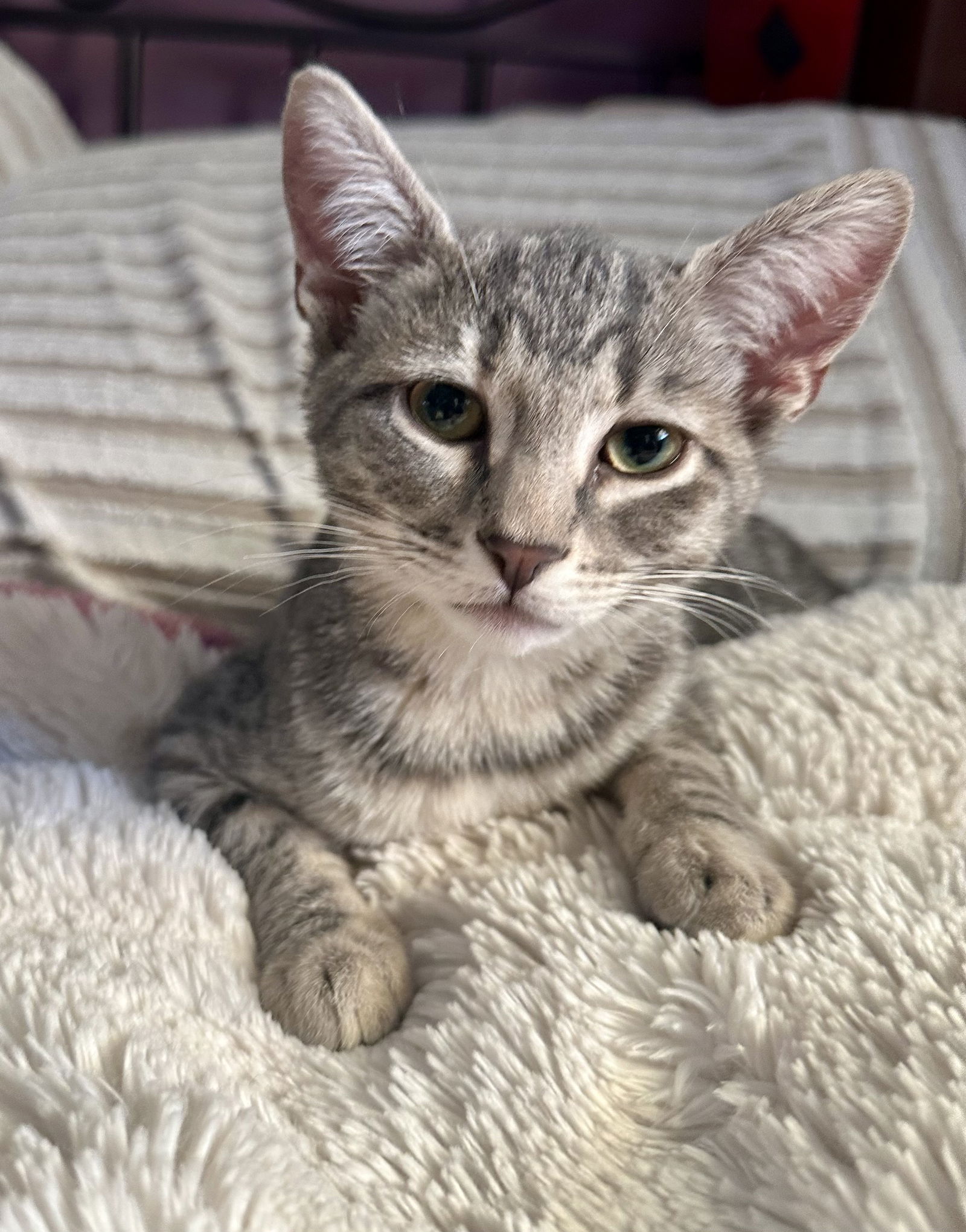 adoptable Cat in Norwood, PA named Trixie (FCID# 07/02/2025 - 8) KDC