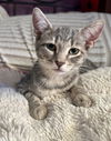 adoptable Cat in norwood, PA named Trixie (FCID# 07/02/2025 - 8) KDC