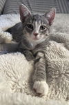 adoptable Cat in  named Snowy (FCID# 07/02/2025 - 9) KDC
