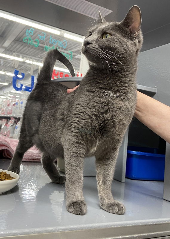 adoptable Cat in West Chester, PA named Sokdee (FCID# 04/30/25-1 West Chester PS)