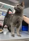 adoptable Cat in west chester, PA named Sokdee (FCID# 04/30/25-1 West Chester PS)