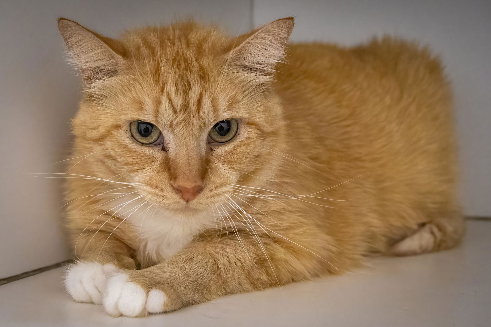 adoptable Cat in Marcus Hook, PA named Whirlpool (FCID# 06/21/2025 - 504 Trainer)