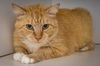 adoptable Cat in  named Whirlpool (FCID# 06/21/2025 - 504 Trainer)