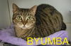 adoptable Cat in Marcus Hook, PA named Byumba (FCID# 06/21/2025 - 502 Trainer) C