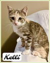 adoptable Cat in Willow Grove, PA named Kelli, Willow Grove Area, (FCID 7/1/2025-138)
