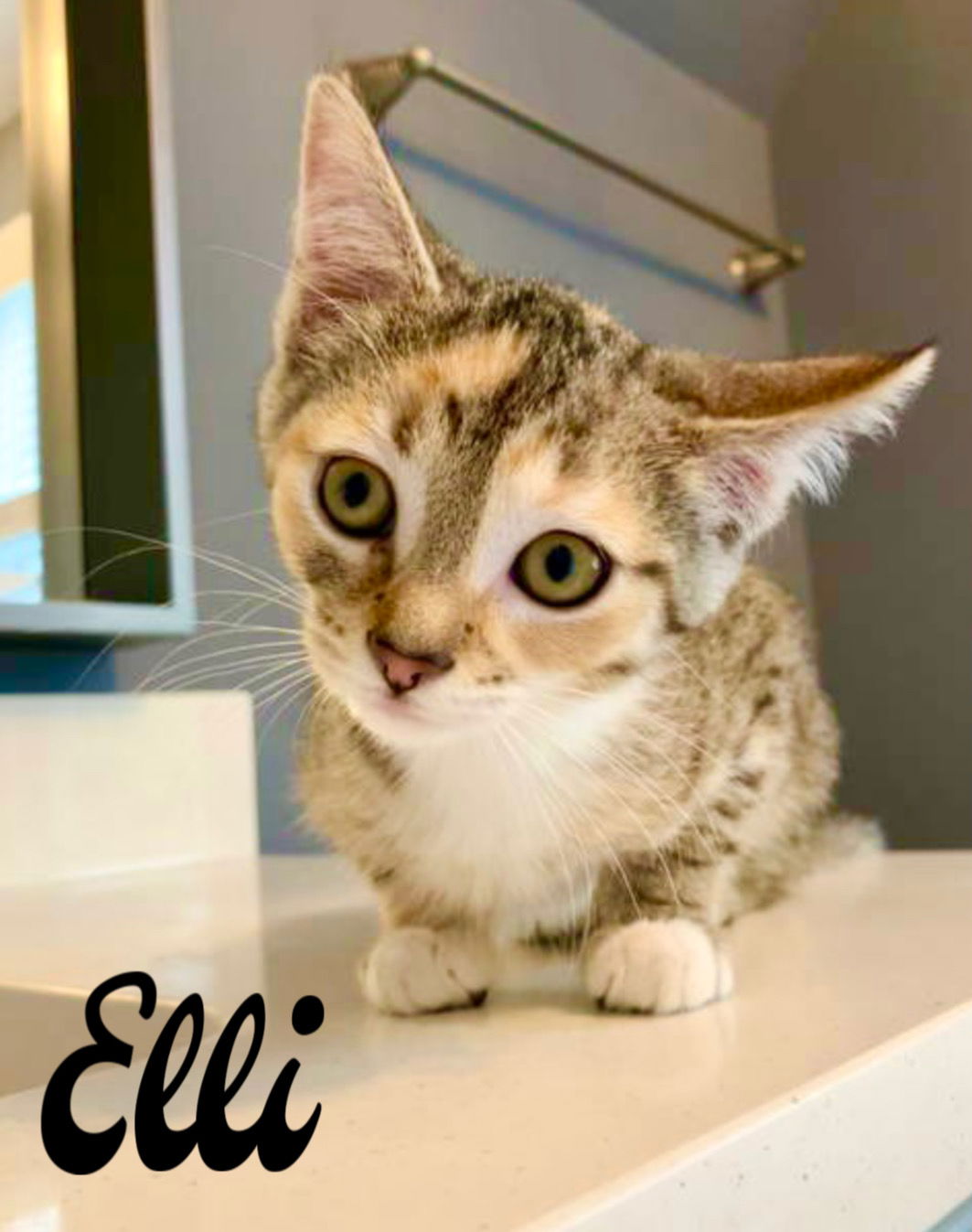 adoptable Cat in Willow Grove, PA named Elli, Willow Grove Area, (FCID 7/1/2025-139)