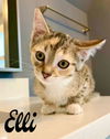adoptable Cat in willow grove, PA named Elli, Willow Grove Area, (FCID 7/1/2025-139)