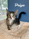 adoptable Cat in Willow Grove, PA named Priya, Willow Grove PS, (FCID 07/01/2025-151)