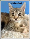 adoptable Cat in Willow Grove, PA named Cherish, Willow Grove PS (FCID 07/01/2025-152)
