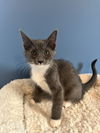 adoptable Cat in Willow Grove, PA named Mira, Willow Grove PS, (FCID 07/01/2025-153)