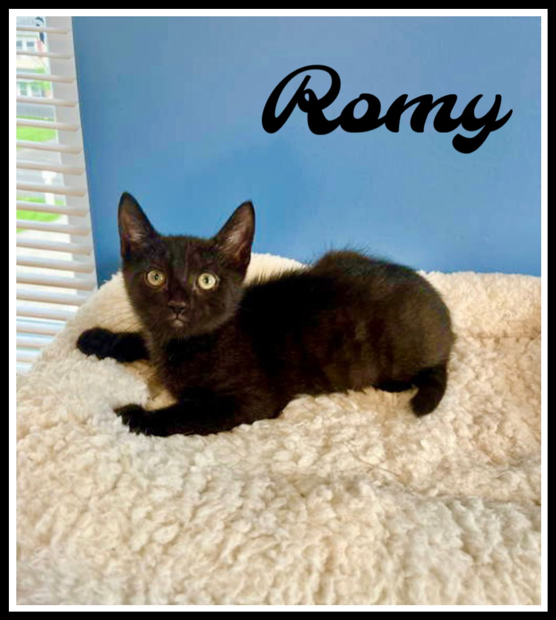 adoptable Cat in Willow Grove, PA named Romy, Willow Grove PS, (FCID 07/01/2025-154)