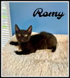 adoptable Cat in Willow Grove, PA named Romy, Willow Grove PS, (FCID 07/01/2025-154)