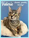 adoptable Cat in Willow Grove, PA named Valerie, Willow Grove Area, (FCID 07/01/2025-155)