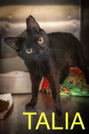 adoptable Cat in Marcus Hook, PA named Talia (FCID# 05/21/2025 - 601 Trainer)