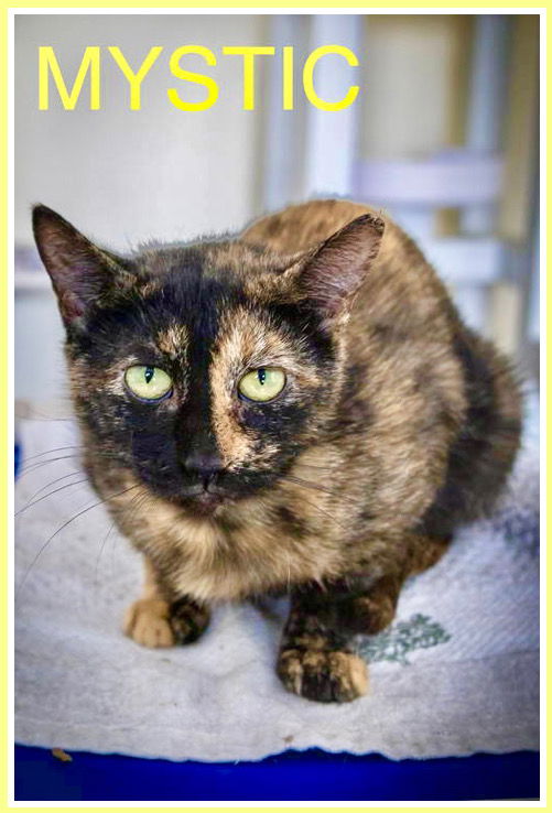 adoptable Cat in Brookhaven, PA named Mystic (FCID# 06/24/2025 - 512 Brookhaven PS)