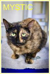 adoptable Cat in  named Mystic (FCID# 06/24/2025 - 512 Brookhaven PS)