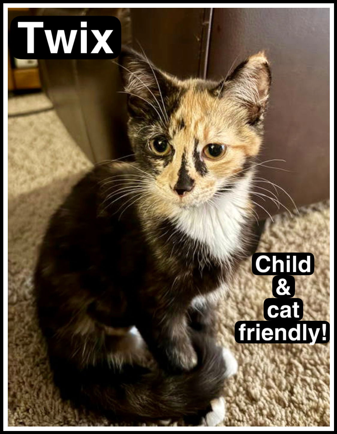 adoptable Cat in Media, PA named Twix (FCID# 07/03/2025 - 34) KC