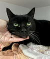 adoptable Cat in Marcus Hook, PA named Rex (FCID# 06/12/2025 - 72 Trainer)