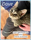 adoptable Cat in media, PA named Dove (FCID# 07/03/2025 - 36) KC