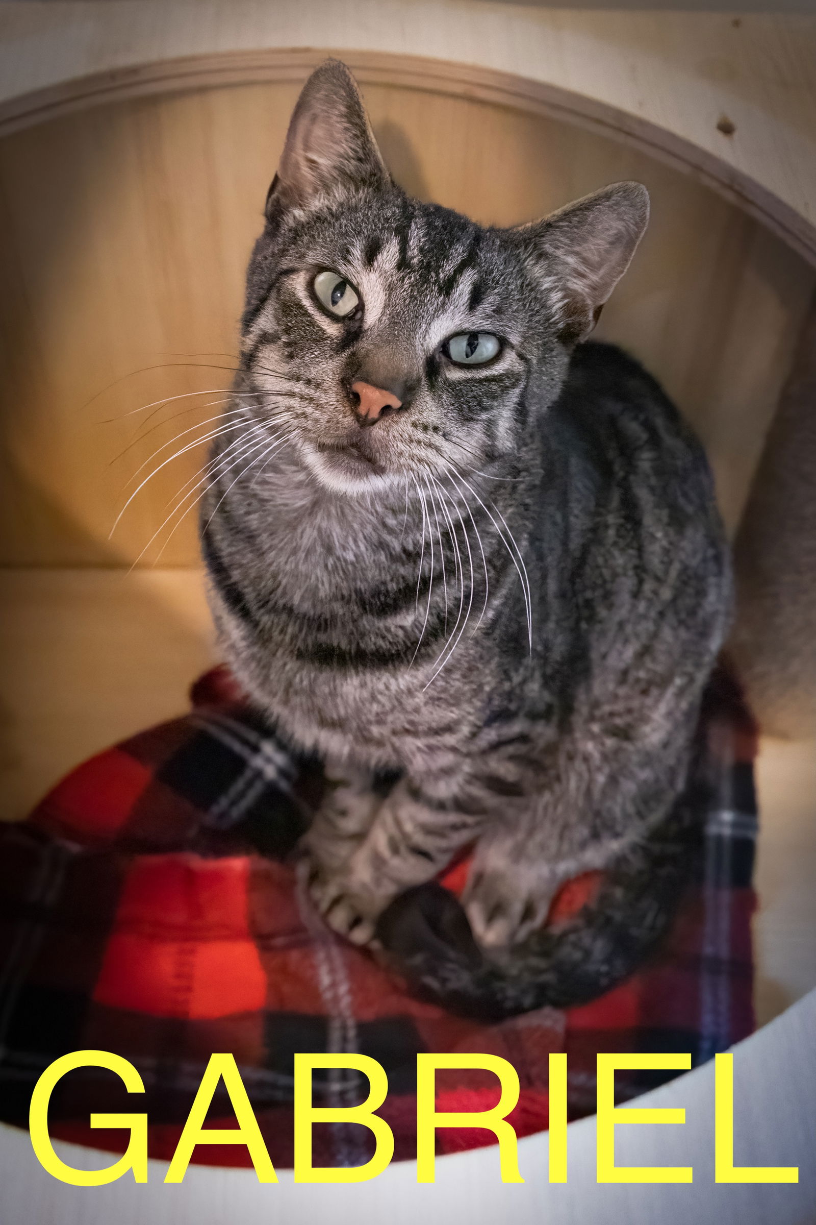 adoptable Cat in Marcus Hook, PA named Gabriel (FCID# 05/08/2025 - 25 Trainer)