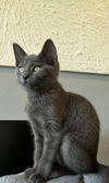 adoptable Cat in willow grove, PA named Dusty, Willow Grove Area, (FCID 7/1/2025-140)