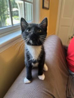 adoptable Cat in West Chester, PA named Raven (FCID# 07/02/2025 - 4 West Chester PS) DC