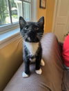adoptable Cat in  named Raven (FCID# 07/02/2025 - 4 West Chester PS) DC