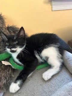 adoptable Cat in West Chester, PA named Robin (FCID# 07/02/2025 - 6 West Chester PS) DC