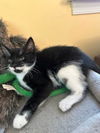 adoptable Cat in  named Robin (FCID# 07/02/2025 - 6 West Chester PS) DC