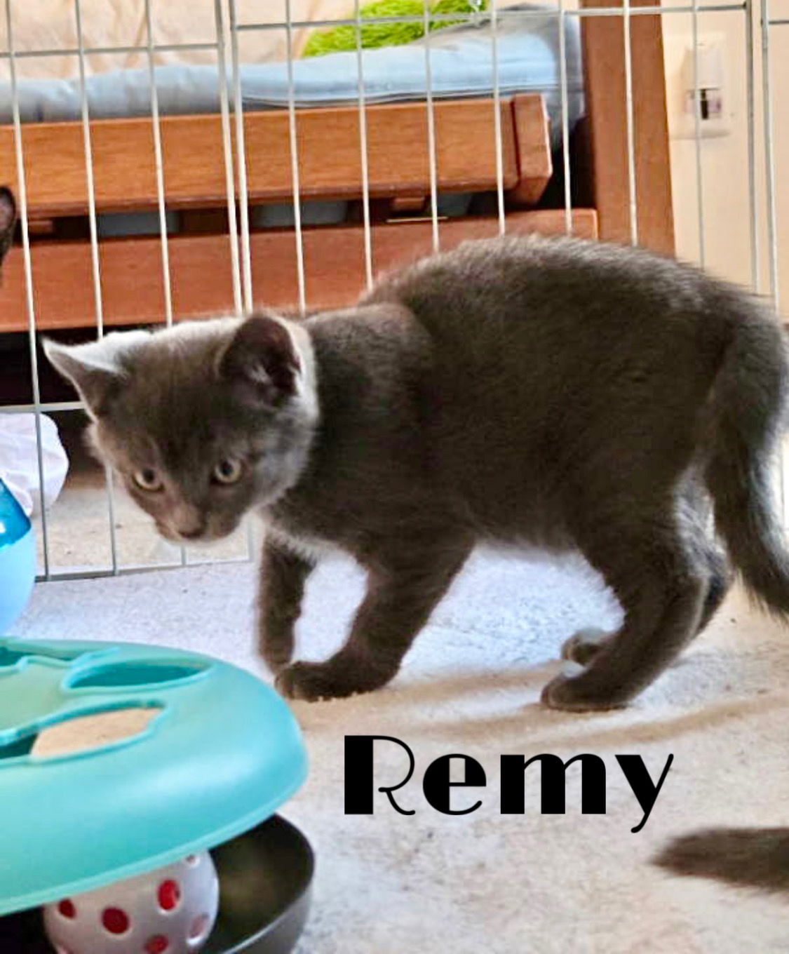 adoptable Cat in Middletown, DE named Remy (FCID# 06/25/2025 - 19 Middletown PS)