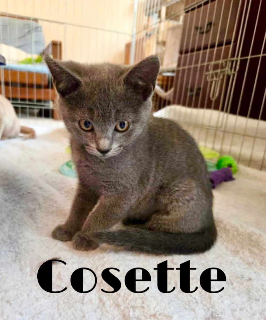 adoptable Cat in Middletown, DE named Cosette (FCID# 06/25/2025 - 17 Middletown PS)