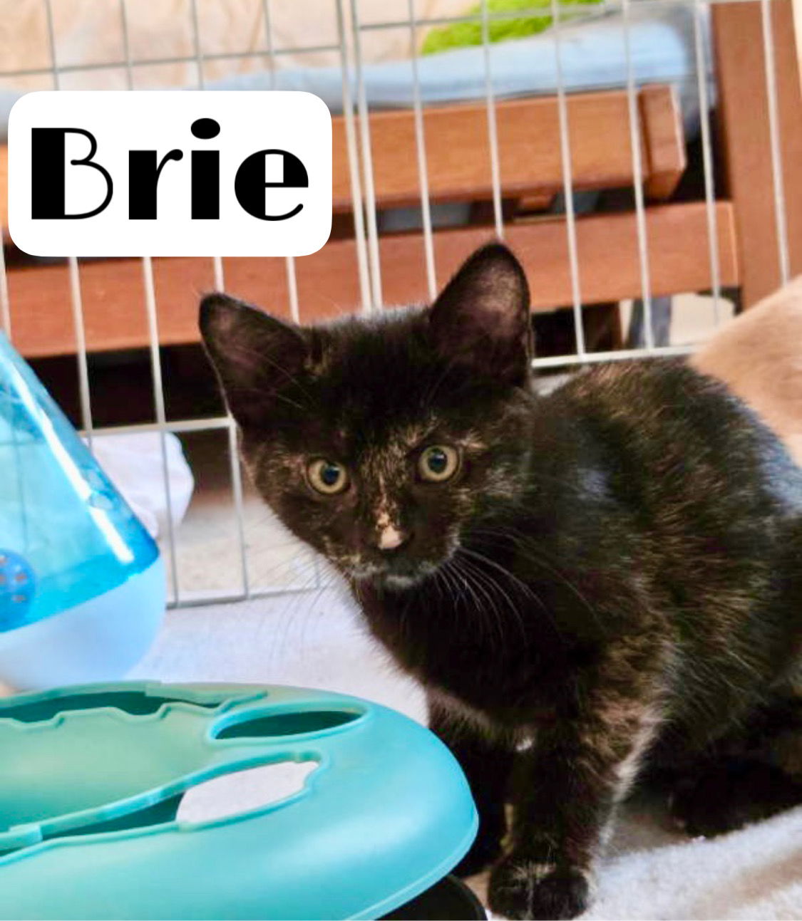 adoptable Cat in Middletown, DE named Brie (FCID# 06/25/2025 - 16 Middletown PS)