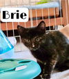 adoptable Cat in  named Brie (FCID# 06/25/2025 - 16 Middletown PS)