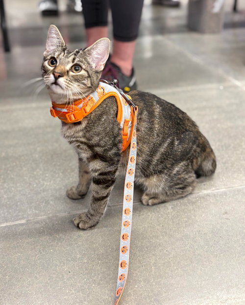 KEO (FCID# 06/18/2025-5 MIDDLETOWN PETSMART) KC - Domestic Short Hair / Tabby available for adoption