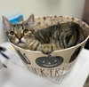 Keo (FCID# 06/18/2025-5 Middletown PetSmart) KC - Photo 2