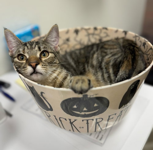 KEO (FCID# 06/18/2025-5 MIDDLETOWN PETSMART) KC - Domestic Short Hair / Tabby available for adoption