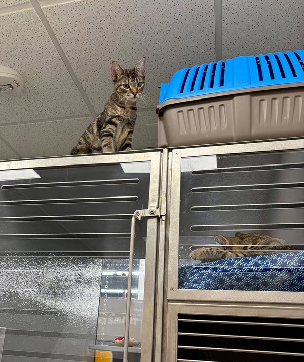 Keo (FCID# 06/18/2025-5 Middletown PetSmart) KC