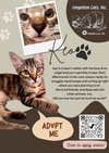 Keo (FCID# 06/18/2025-5 Middletown PetSmart) KC - Photo 3
