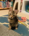 adoptable Cat in willow grove, PA named Eddie, Willow Grove Area,, (FCID 07/15/2025-125)